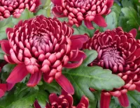 Jigsaw Puzzle Red chrysanthemums