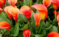 Puzzle Red calla lilies
