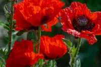 Puzzle Red poppies