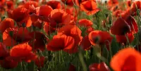 Jigsaw Puzzle Red poppies