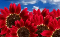 Quebra-cabeça Red sunflowers