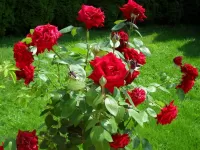 Bulmaca Krasnie rozi