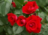 パズル Red roses