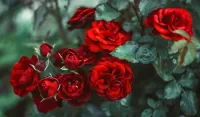 パズル Red roses