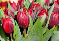 Пазл Красные тюльпаны