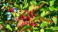 Quebra-cabeça Red berries