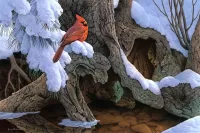 Quebra-cabeça Red cardinal