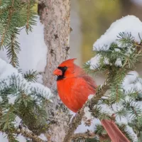 Quebra-cabeça Red cardinal