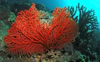 Jigsaw Puzzle Red coral