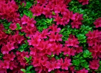 Jigsaw Puzzle Red rhododendron