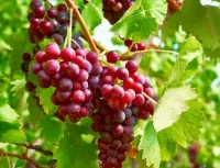 Puzzle Red grapes
