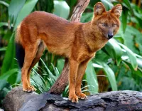 Puzzle Red Wolf