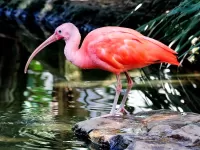 Puzzle Scarlet ibis
