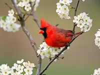 Пазл Красный кардинал