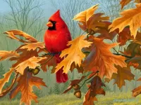 Rompecabezas Red cardinal
