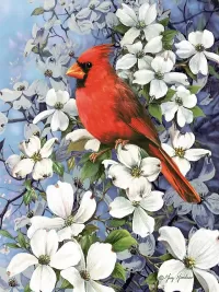 Bulmaca Krasniy kardinal