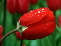 Jigsaw Puzzle Red tulip