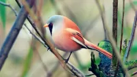 Пазл Красно-серая птица