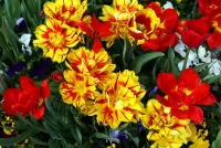 Jigsaw Puzzle Red-yellow flowers
