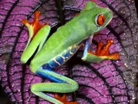 Jigsaw Puzzle Red eyed tree frog