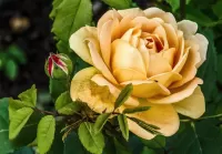 Пазл Кремовая роза