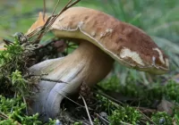 Puzzle Sturdy mushroom