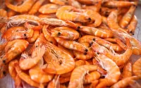 Rompecabezas Shrimp