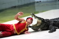 Пазл крокодил