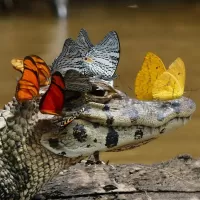 Пазл Крокодил и бабочки