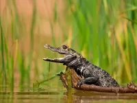 Quebra-cabeça Crocodile