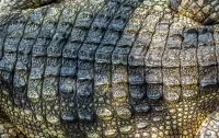 Puzzle Crocodile skin