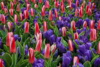 Jigsaw Puzzle Crocuses and tulips