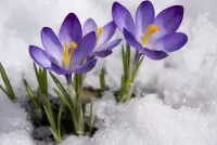 Jigsaw Puzzle Crocuses blossomed