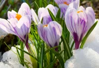 Jigsaw Puzzle Crocuses in the snow