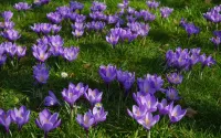 Puzzle Crocuses in the grass