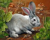 Bulmaca Rabbit