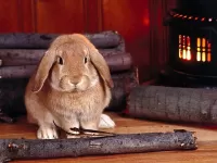 Пазл Кролик у огня
