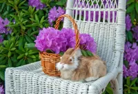 Quebra-cabeça Rabbit in the garden