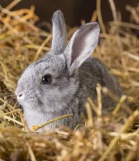 Jigsaw Puzzle Rabbit in the hay