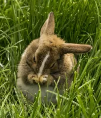 Пазл Кролик в траве