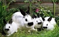 Rompecabezas Rabbits