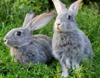 Zagadka rabbits