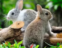 Puzzle Rabbits