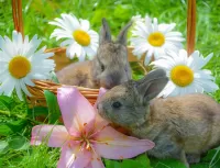 Rompecabezas Rabbits and flowers