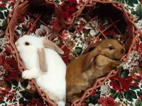 Quebra-cabeça rabbits in a basket