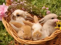 Puzzle Rabbits in a basket