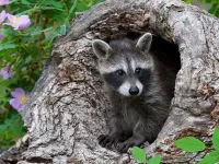 Rompecabezas Little Raccoon