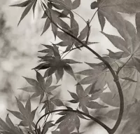 Zagadka Lace leaf