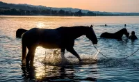 Rätsel Bathing horses