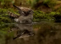 Puzzle Bird in water